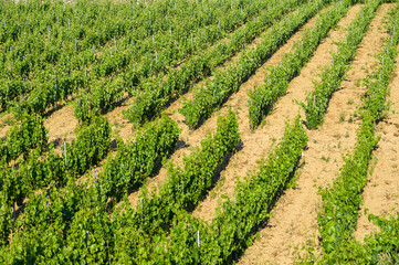 Fototapeta na wymiar Vineyards along the Douro River in Portugal