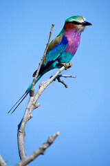 Lilacbreasted Roller, Coracias caudatus, Chobe National Park, Botswana, Africa