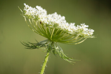 Blüte der Wilden Möhre