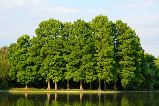 Bald cypress (taxodium distichum) tall trees on lake shore in Titan (IOR) park in Bucharest on a summer sunny morning, reflecting on water