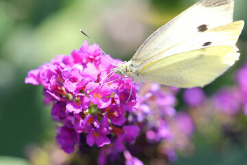 Endlich Sommer - Nahaufnahme eines kleinen Kohlweißlings auf einem Schmetterlingsflieder