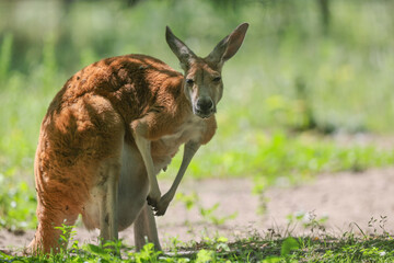 Australia, samica kangura odpoczywająca w cieniu - obrazy, fototapety, plakaty