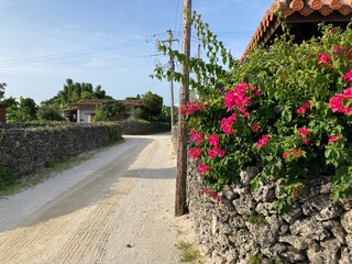 竹富島の花と石垣
