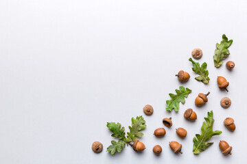 Branch with green oak tree leaves and acorns on colored background, close up top view