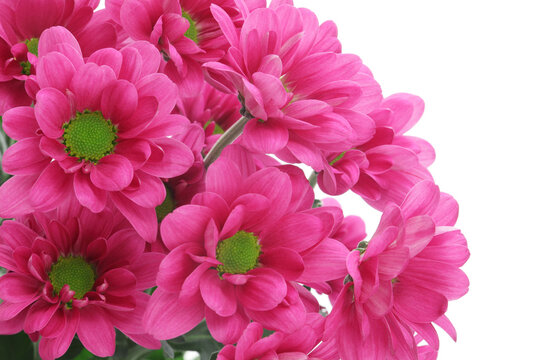 西洋菊 Images Browse 68 Stock Photos Vectors And Video Adobe Stock