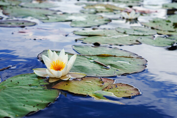 The white lily on the water. Lily flower in the lake.