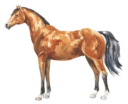 Watercolor horse isolated on white background. Animal illustration.