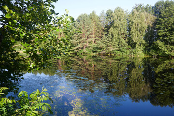 Fototapeta na wymiar Beautiful view of landscape, river in the forest in summer time.
