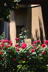 Fototapeta na wymiar Beautiful pink roses in the garden. Selective focus.