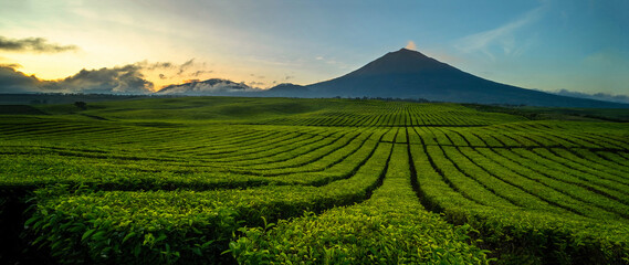 Fototapeta na wymiar Mount Kerinci is seen from the arrangement of tea plantations against a beautiful blue sky background.