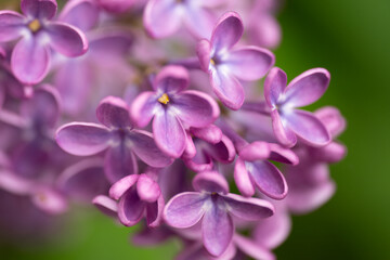 Beautiful lilac flowers branch on a green background, natural spring background, macro photography. High quality photo