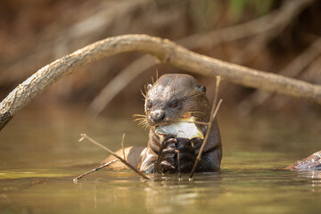 Giant river otter feeding in the nature habitat. Wild brasil. Brasilian wildlife. Rich Pantanal. Watter animal. Very inteligent creature. Fishing, fish.