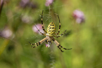 Wespenspinne mit Beute im Netz