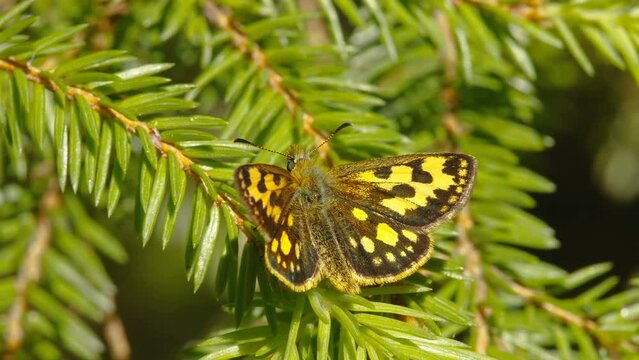 Closer look of the butterfly on the spruce leaves then flying away on a summer day in Estonia