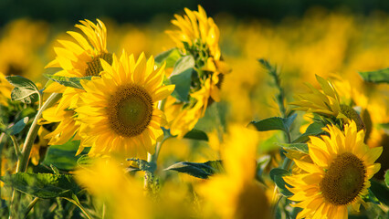 Idyllic field of sunflowers in the back light in the evening in Germany