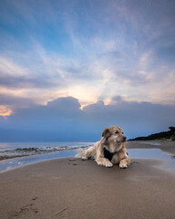dog on the beach at sunrise