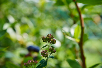 borówka amerykańska, borówka wysoka, Vaccinium corymbosum © Marcin Łazarczyk