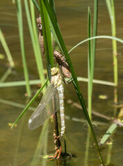 frischegeschlüpfte Libelle beim Trocknen 