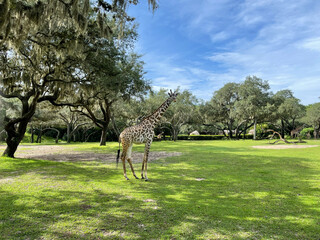 A closeup photo of a giraffe at a zoo.