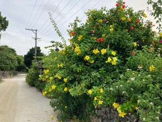 竹富島の花と石垣