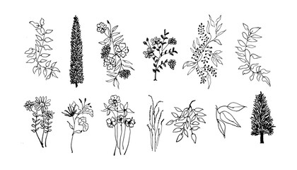 Set of Hand Drawn Flowers Collection. Black Silhouette of Flower, Pine, Herbs Isolated on White Background. Floral Sketch