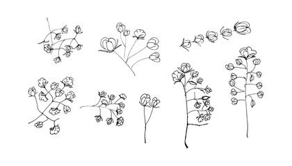 Hand Drawn Cotton Branches Set Illustration. Cotton Flower Buds Sketch Illustration
