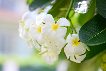 Obraz na płótnie Canvas White Frangipani flowers with nature background.