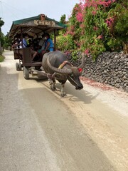竹富島の水牛