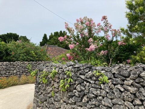 竹富島の花と石垣