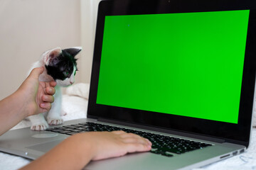Kitten and child hands using green screen chroma key laptop on the bed in child white room....