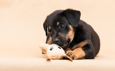 cute black puppy and toy