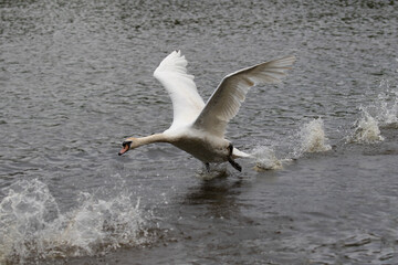 Mute Swan taking off, London, United Kingdom