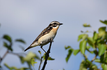 Meadow coin sits on a tree branch.