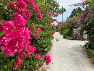 竹富島の花と石垣