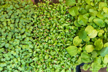 Different types of microgreens close-up top view. Eco vegan healthy lifestyle. Vitamins Amino Acids...