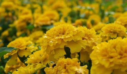 bee on flower