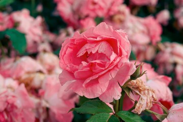 pink roses in garden