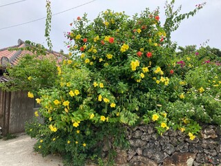 竹富島の花と石垣