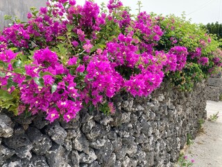 竹富島の花と石垣