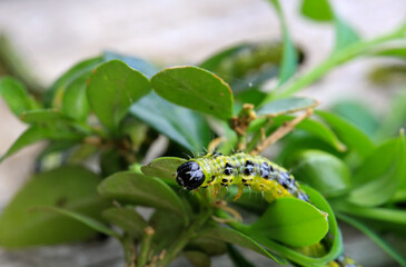 Eine Buchsbaumzünsler Raupe (Cydalima perspectalis) mit Buchsbaumblättern