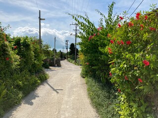 竹富島の花と石垣