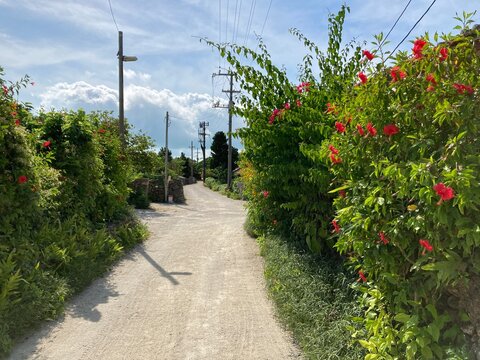 竹富島の花と石垣