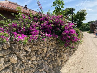 竹富島の花と石垣