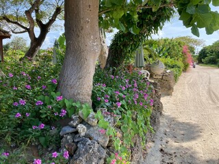 竹富島の花と石垣