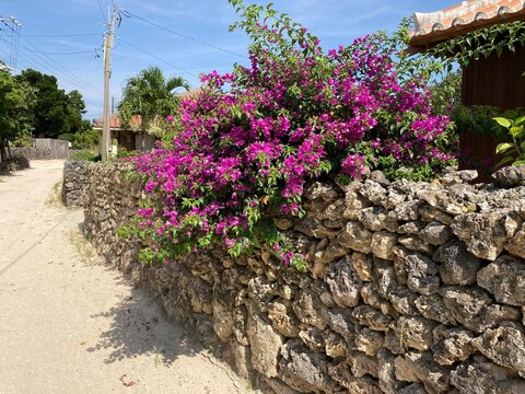 竹富島の花と石垣