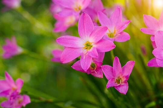 Pink rain Lily (Zephyranthes rosea)