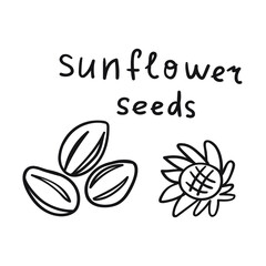 Sunflower seeds. Outlive vector illustration on white background.
