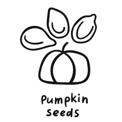Outline vector illustration. Pumpkin seeds.
