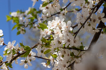 Beautiful branches of blossoming cherries. Beautiful abstract spring background.