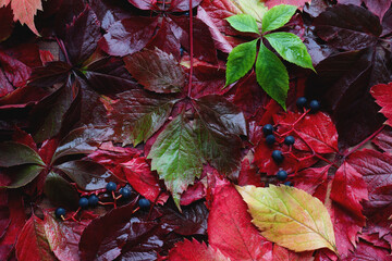 Beautiful natural pattern made from colorful leaves of wild grapes
